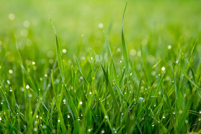 Landscape Turf Roll - Premium Pile